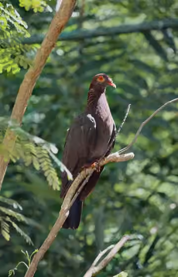 Dokumentasi Patagioenas squamosa