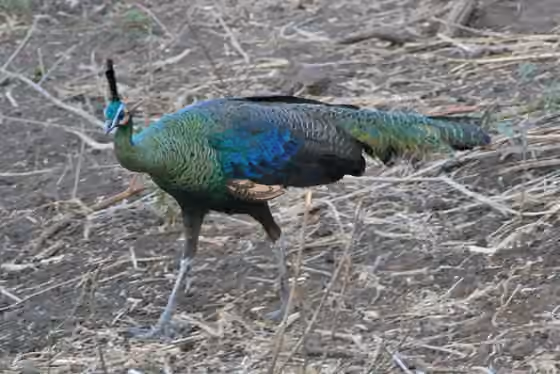 Dokumentasi Pavo muticus