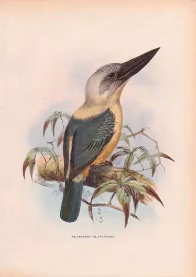 Ilustrasi Pelargopsis melanorhyncha