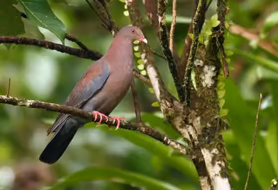 Dokumentasi Patagioenas flavirostris