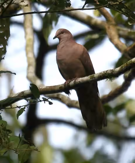 Dokumentasi Patagioenas subvinacea