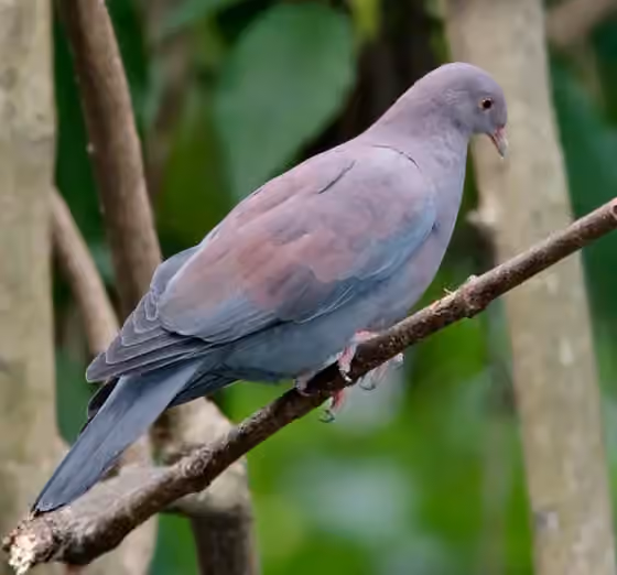 Dokumentasi Patagioenas oenops