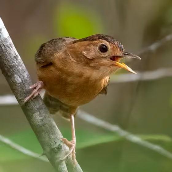Dokumentasi Pellorneum fuscocapillus