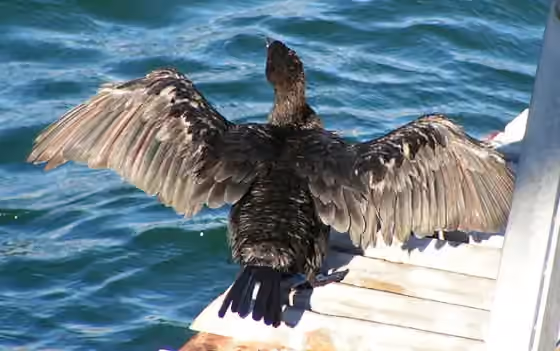 Dokumentasi Phalacrocorax capensis