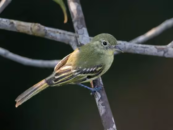 Dokumentasi Phylloscartes virescens