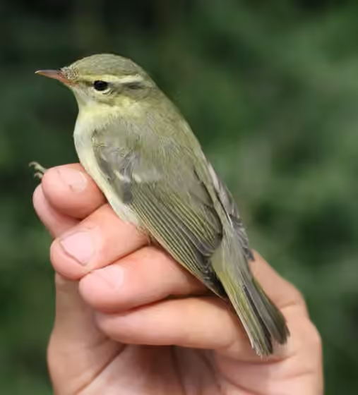 Dokumentasi Phylloscopus nitidus