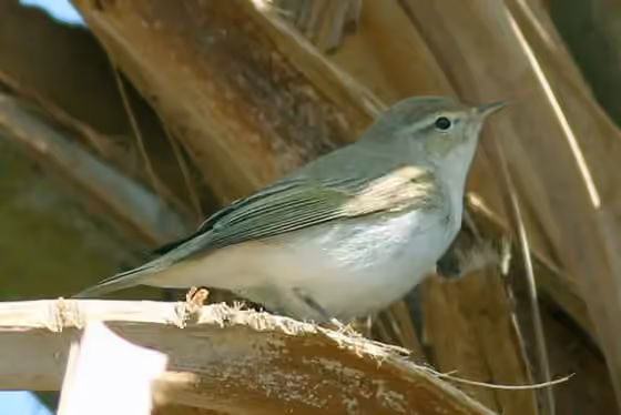 Dokumentasi Phylloscopus orientalis