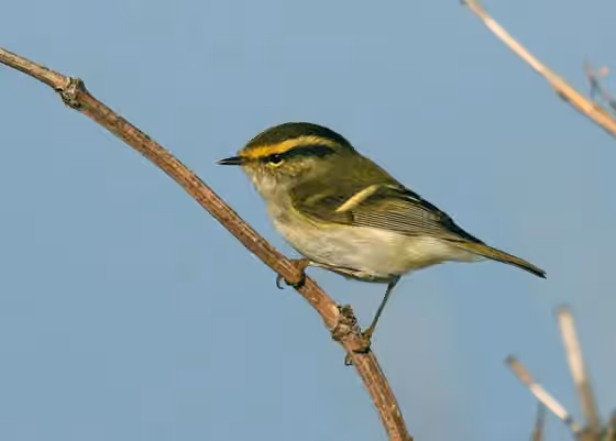 Dokumentasi Phylloscopus proregulus