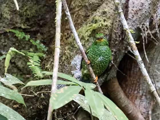 Dokumentasi Pipreola chlorolepidota