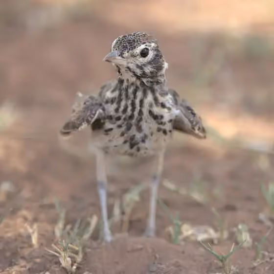 Dokumentasi Pinarocorys nigricans