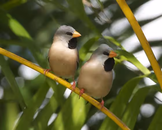 Dokumentasi Poephila acuticauda