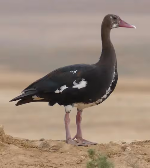 Dokumentasi Plectropterus gambensis