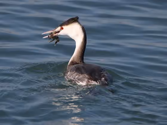 Dokumentasi Podiceps cristatus