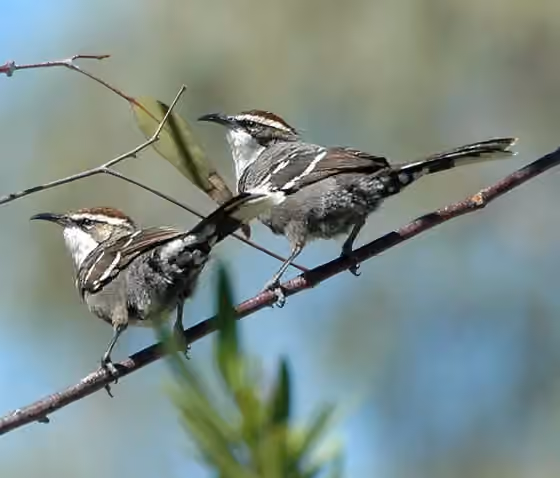 Dokumentasi Pomatostomus ruficeps