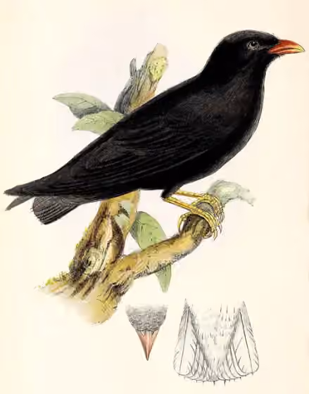 Ilustrasi Pseudochelidon eurystomina