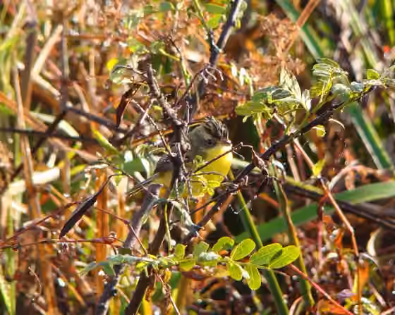 Dokumentasi Pseudocolopteryx sclateri
