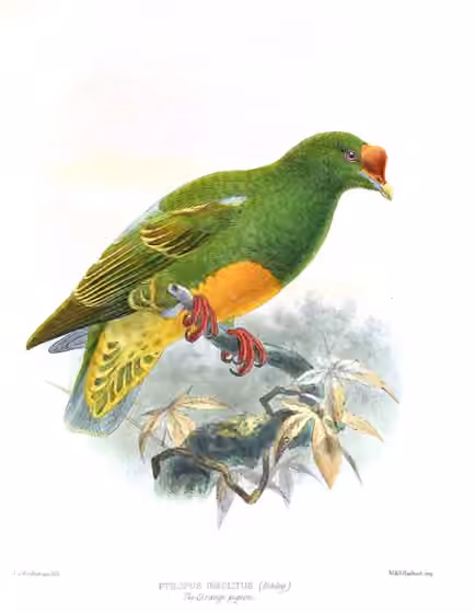 Ilustrasi Ptilinopus insolitus