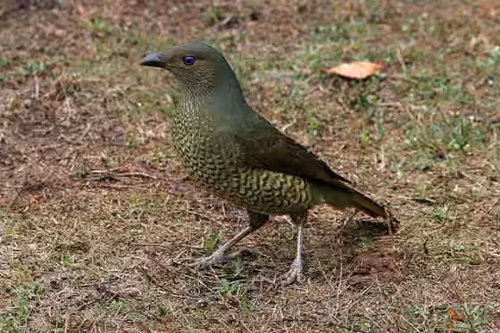 Dokumentasi Ptilonorhynchus violaceus