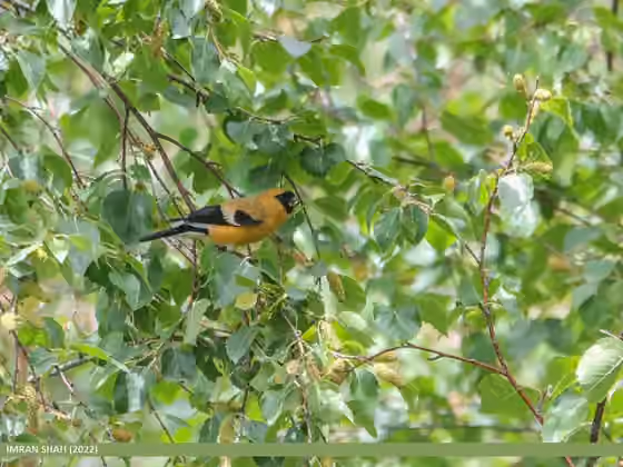 Dokumentasi Pyrrhula aurantiaca