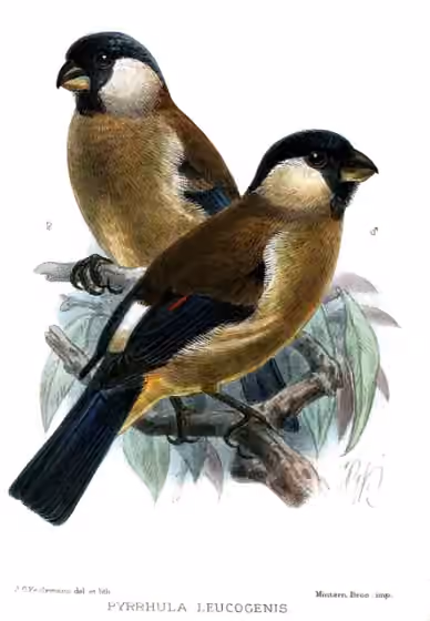 Ilustrasi dokumenter Pyrrhula leucogenis pada pelat dengan beberapa figur burung