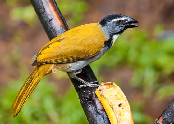 Dokumentasi Saltator atriceps