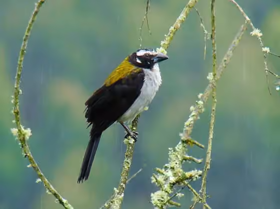 Dokumentasi Saltator atripennis