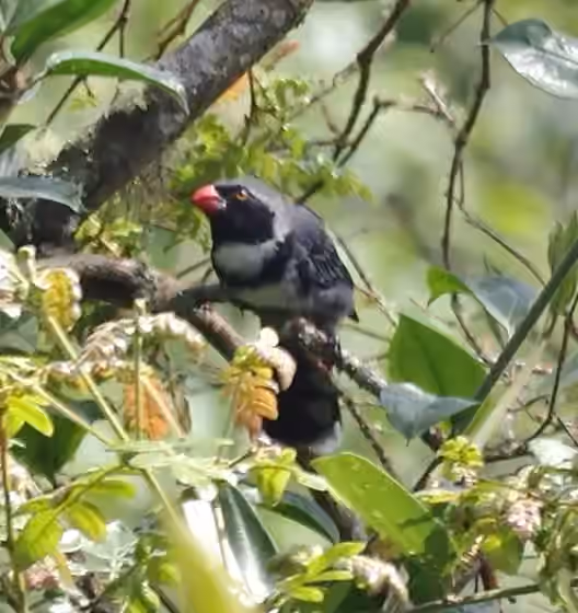 Dokumentasi Saltator cinctus