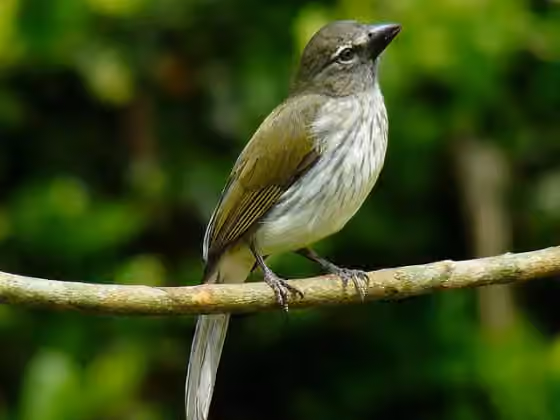 Dokumentasi Saltator striatipectus