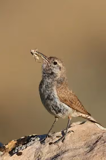 Dokumentasi Salpinctes obsoletus