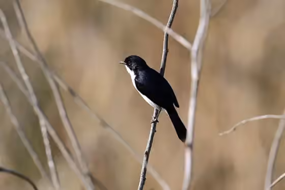 Dokumentasi Saxicola jerdoni