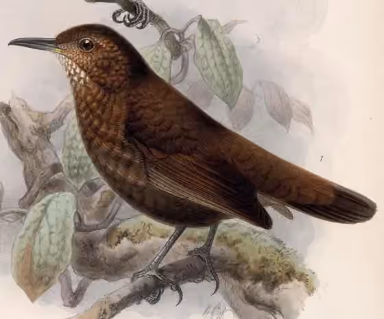 Ilustrasi Sclerurus guatemalensis