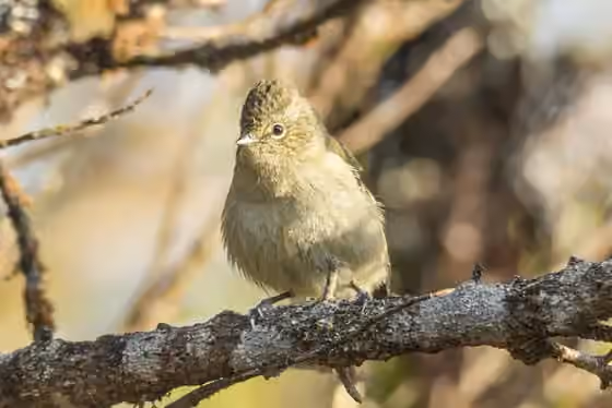 Dokumentasi Sylviparus modestus