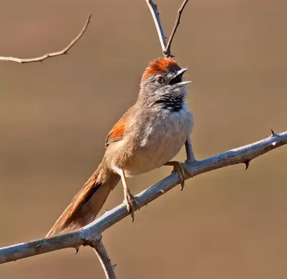 Dokumentasi Synallaxis albescens