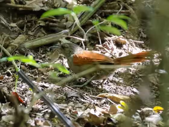 Dokumentasi Synallaxis maranonica