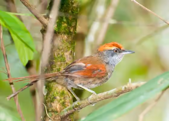Dokumentasi Synallaxis ruficapilla