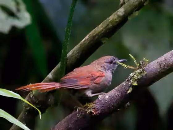 Dokumentasi Synallaxis cinerascens