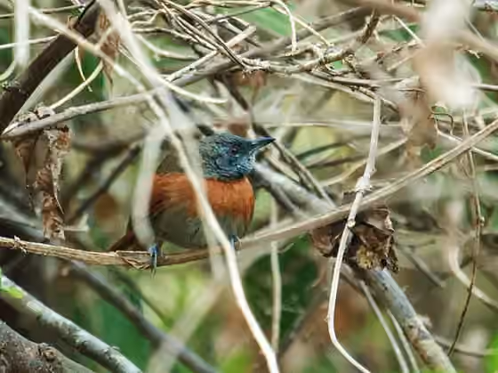 Dokumentasi Synallaxis erythrothorax
