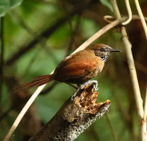 Dokumentasi Synallaxis cinnamomea