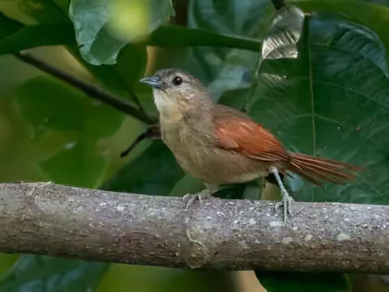 Dokumentasi Synallaxis gujanensis