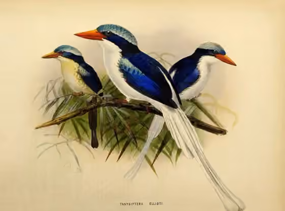 Ilustrasi Tanysiptera ellioti
