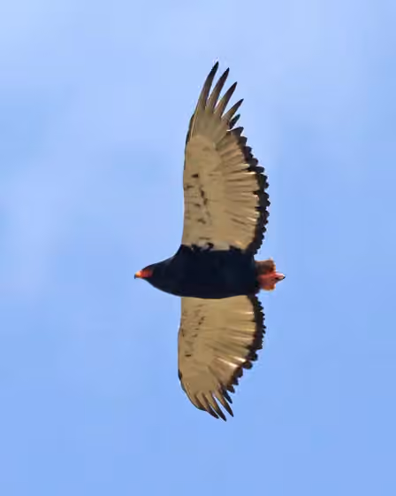 Dokumentasi Terathopius ecaudatus
