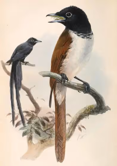 Ilustrasi Terpsiphone corvina