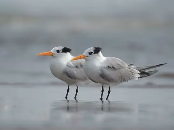 Dokumentasi Thalasseus bengalensis