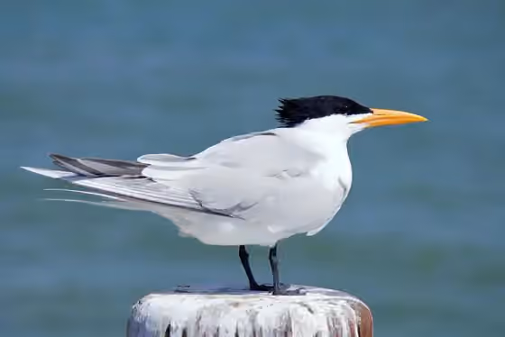 Dokumentasi Thalasseus maximus