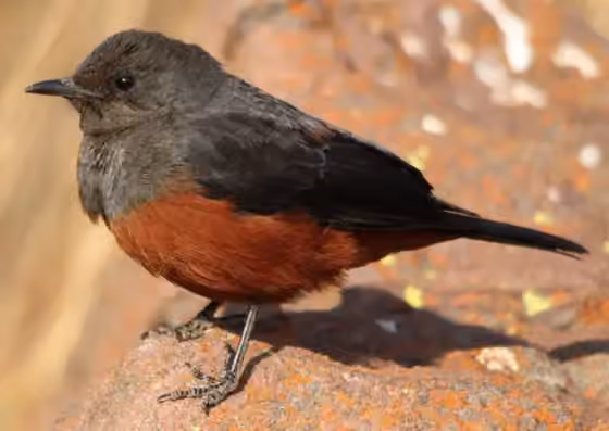 Dokumentasi Thamnolaea cinnamomeiventris
