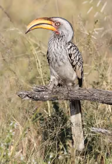 Dokumentasi Tockus leucomelas