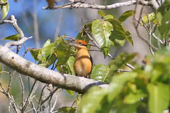 Dokumentasi Todiramphus australasia