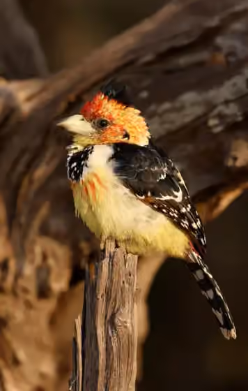Dokumentasi Trachyphonus vaillantii