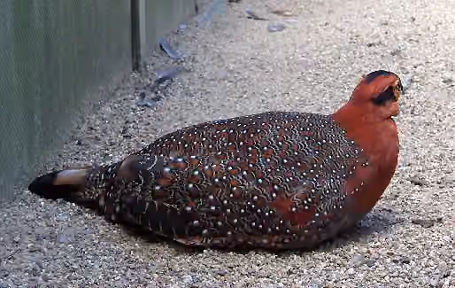 Dokumentasi Tragopan blythii