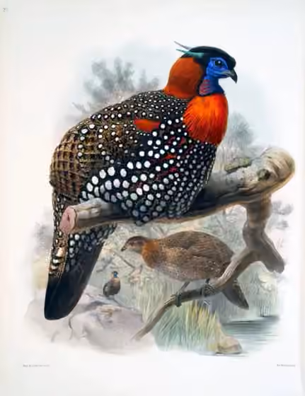 Ilustrasi Tragopan melanocephalus